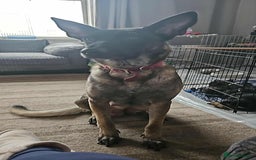 Belgian Shepherd Dog dogs for sale:  Belgian malinois  - Image 1