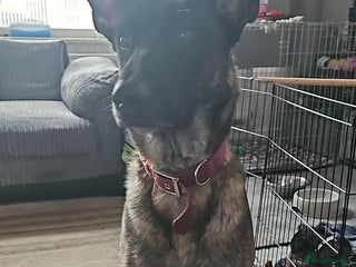 Belgian Shepherd Dog dogs - Advert 2