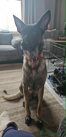 Belgian Shepherd Dog dogs - Advert 1