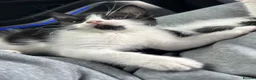 Domestic Shorthair cats for sale: 🐾Fluffy black and white kittens🐾 - Advert 7