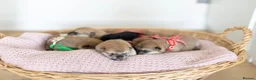 Japanese Shiba Inu dogs for sale: Beautiful Shiba Inu puppies  - Advert 7