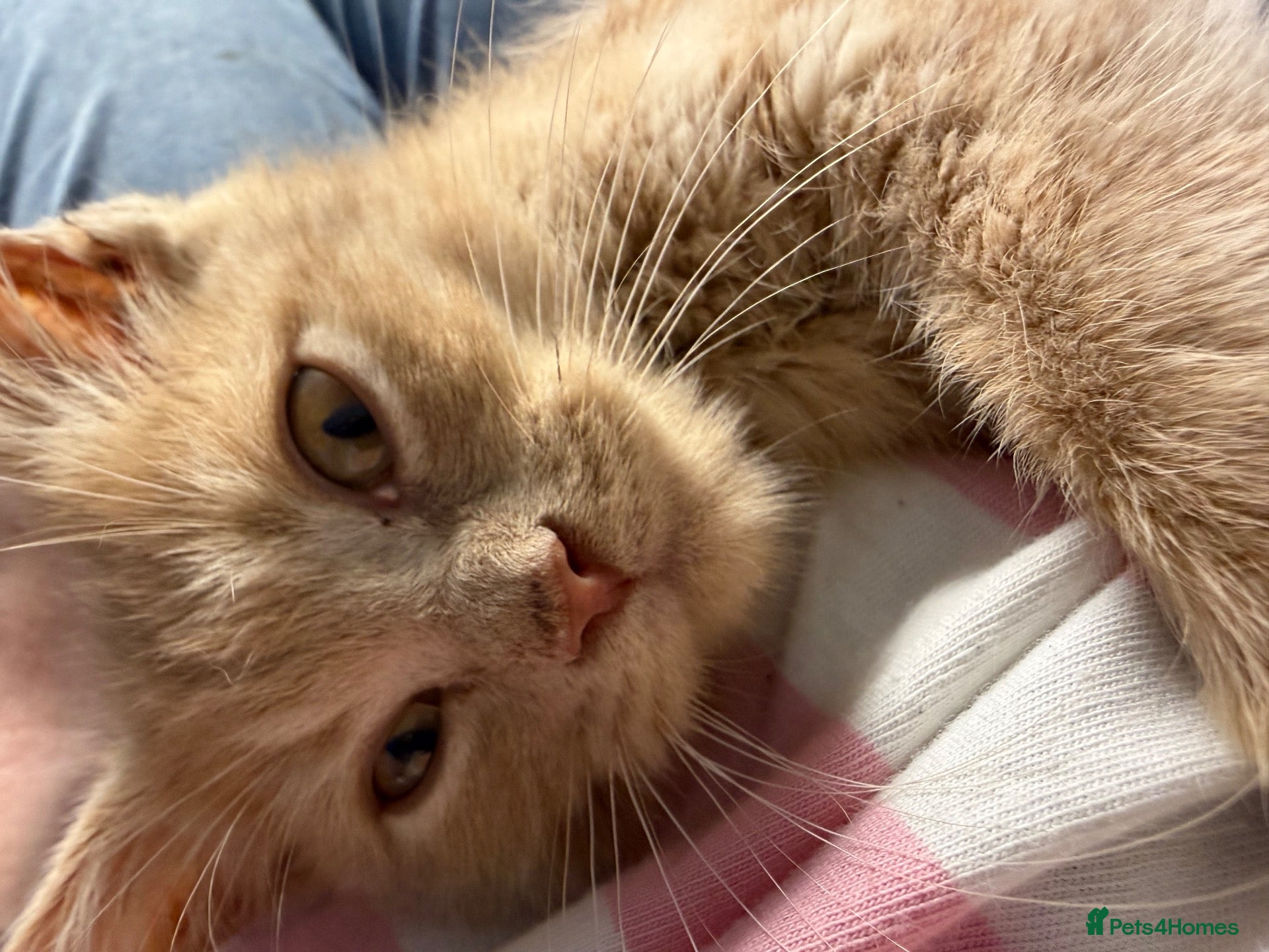 Maine Coon cats Gorgeous XL Russian Maine Coon X GCCF BSH kittens - Advert 1