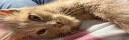 Maine Coon cats for sale: Gorgeous XL Russian Maine Coon X GCCF BSH kittens - Advert 1
