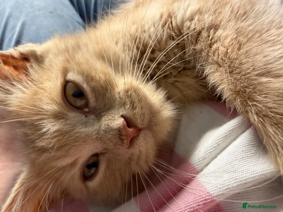 Maine Coon cats for sale: Gorgeous XL Russian Maine Coon X GCCF BSH kittens - Advert 1