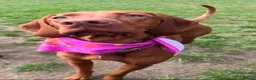 Hungarian Vizsla dogs for sale: Beautiful KC reg Vizsla pups - champion bloodline - Advert 9
