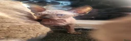 Sphynx cats for sale: Sphynx girls and boy elf 🐾🐾 - Advert 12