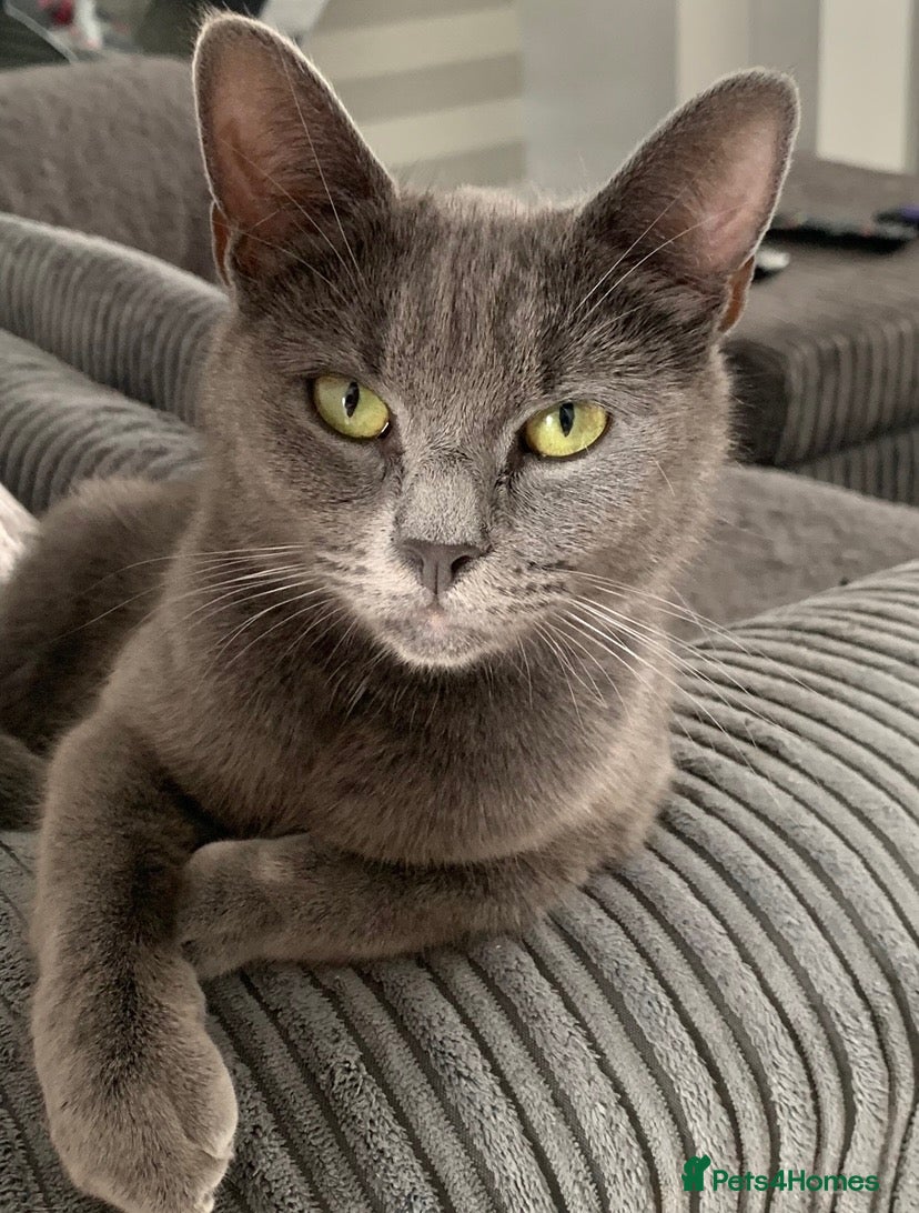Mixed Breed cats Fabulous half Russian Blue kittens 🐾 - Advert 1