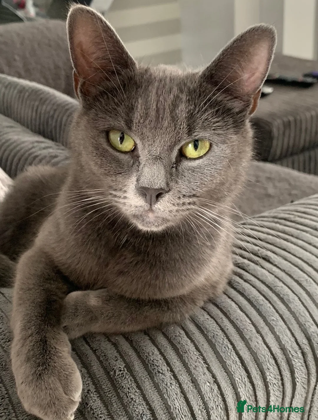 Mixed Breed cats for sale: Fabulous half Russian Blue kittens 🐾 - Advert 1