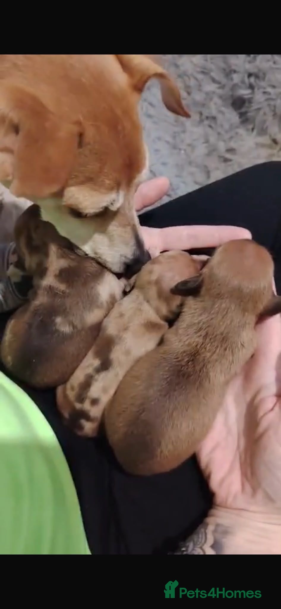 Jackshund dogs Jack Russell x dachshund  - Advert 2