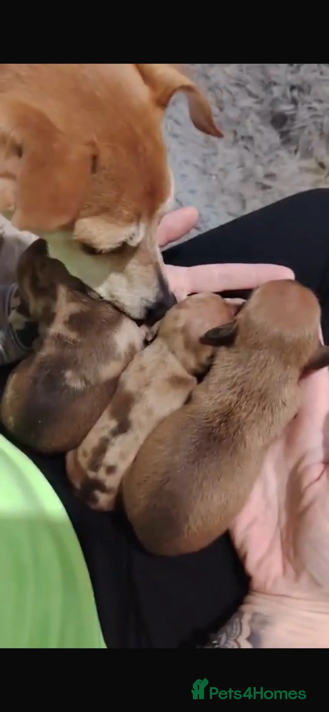 Jackshund dogs for sale: Jack Russell x dachshund  - Advert 2