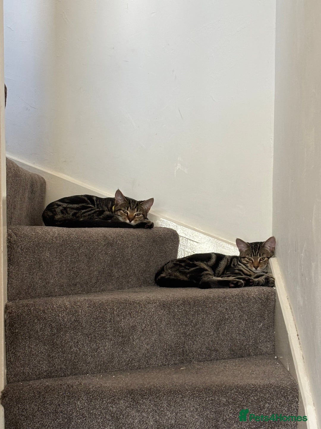 American Shorthair cats for sale: Pedro and Tigger - male tabby’s  - Image 11