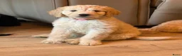 Labradoodle dogs for sale: 2 Girls Remaining! Reduced Miniature Labradoodles - Advert 7