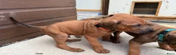 Rhodesian Ridgeback dogs for sale: Rhodesian Ridgeback Puppies - Advert 23