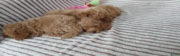 Maltipoo dogs for sale: 🐶 Beautiful F1B Maltipoo Puppies Available 🐶 in Blackburn - Advert 12
