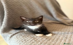 Mixed Breed cats for sale: very friendly kittens looking for a new home - Image 12