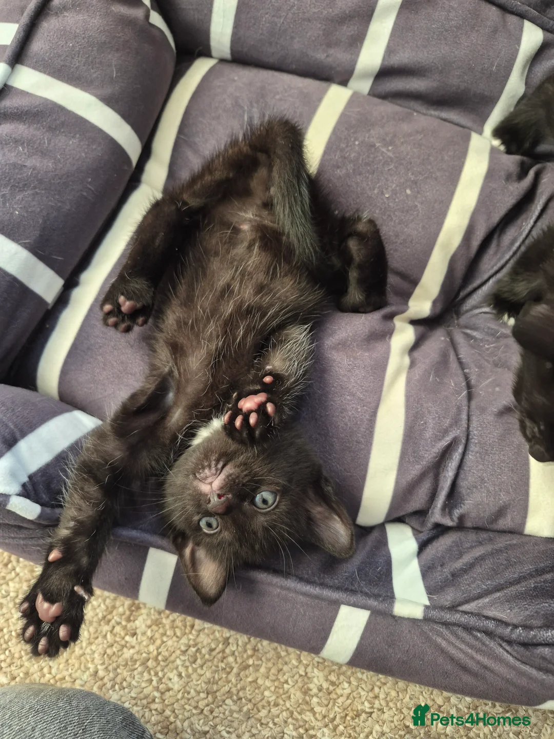 Mixed Breed cats for sale: Kittens  - Advert 8