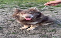 German Shepherd dogs for sale: Isabella German shepherd puppies - Image 8