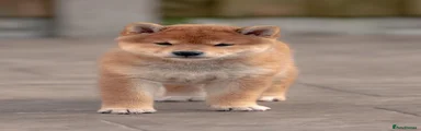 Japanese Shiba Inu 2