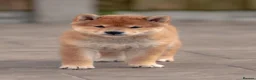 Japanese Shiba Inu dogs for sale: Beautiful Shiba Inu puppies  - Advert 5
