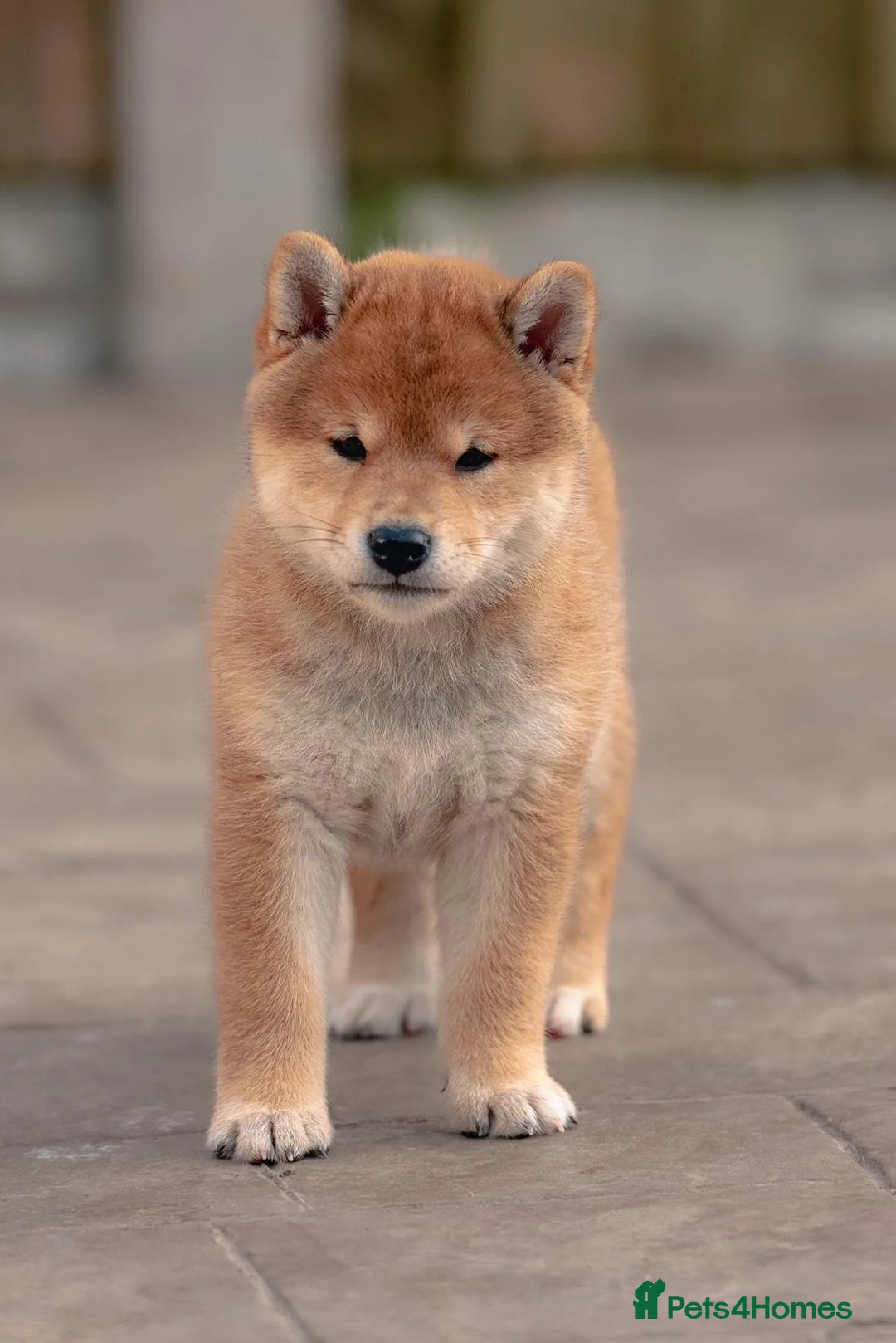 Japanese Shiba Inu dogs for sale: Last beautiful female puppy available  - Advert 15