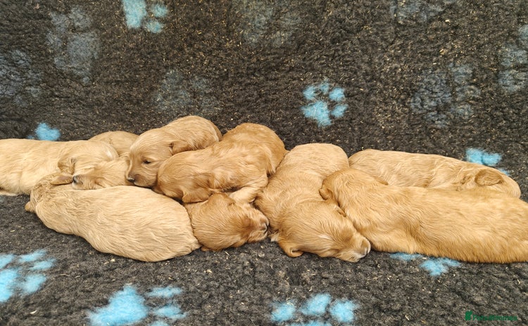Goldendoodle dogs - Advert 1