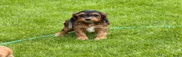 Cockapoo dogs for sale: Beautiful cockerpoo puppies  - Advert 26