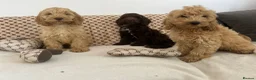 Cockapoo dogs for sale: Reduced ❗️❗️❗️Tiny toy cockapoo - Advert 12