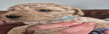 Cockapoo 2