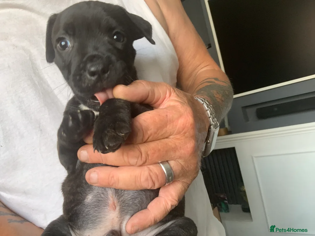 Staffordshire Bull Terrier dogs for sale: Beautiful kc reg Staffordshire bull terriers  - Advert 11