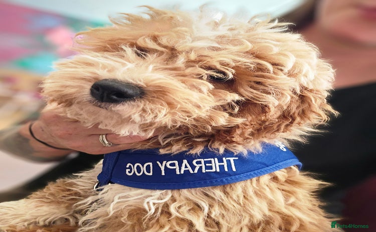 Cavapoo dogs - Advert 15