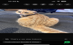 Scottish Fold cats for sale: Scottish fold cat - Image 3