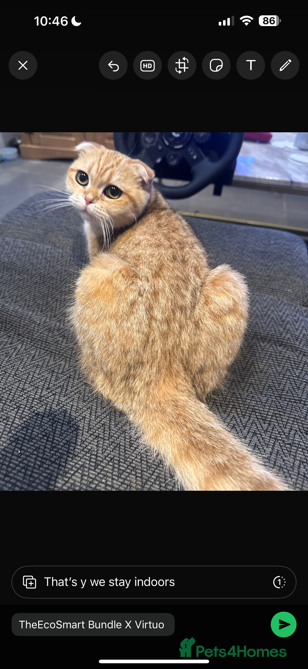 Scottish Fold cats for sale: Scottish fold cat - Image 3