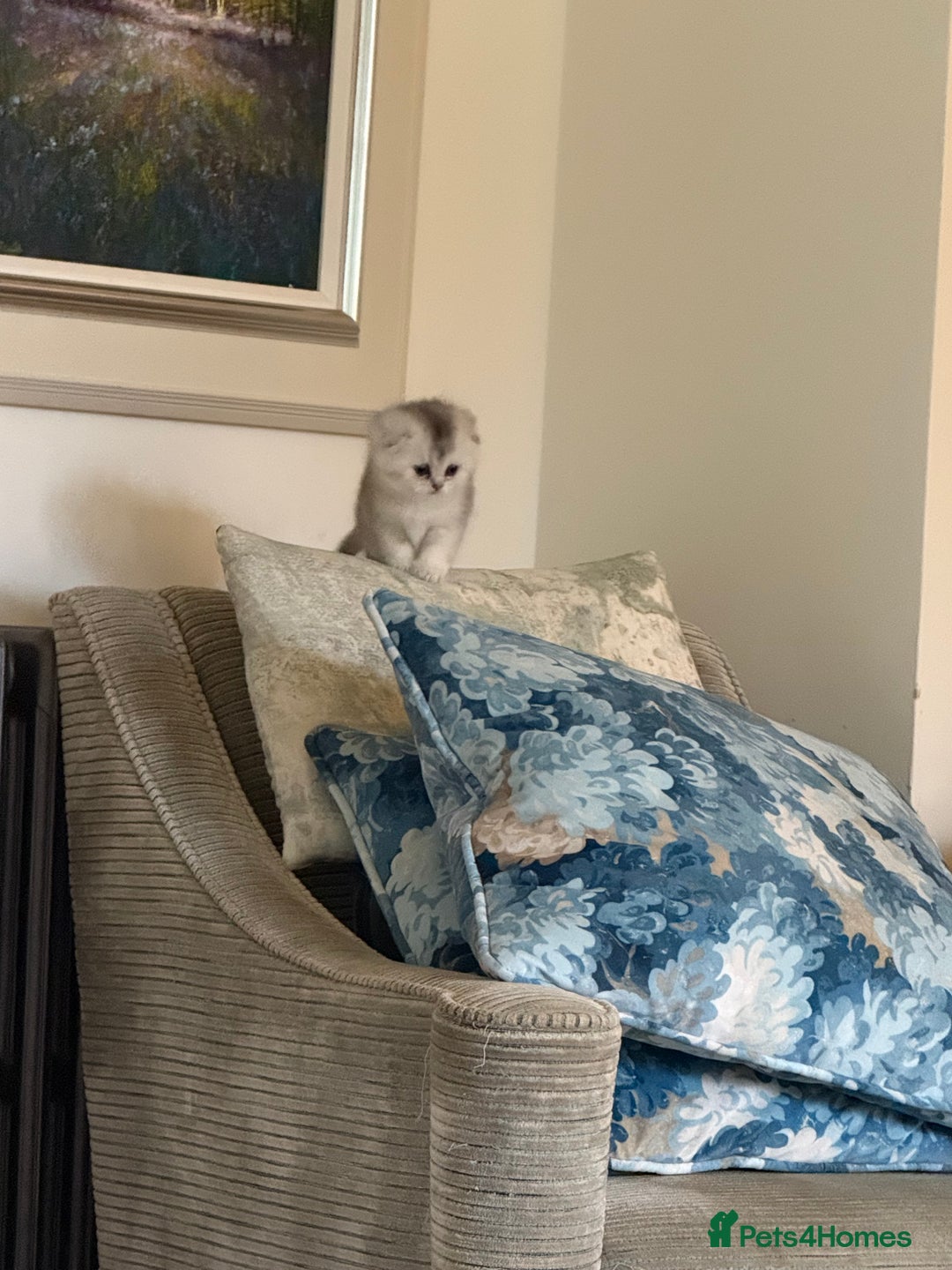 Scottish Fold cats for sale: Tica registered Scottish folds - Advert 3