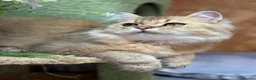 British Longhair cats for sale: Stunning British Longhair kittens  - Advert 3