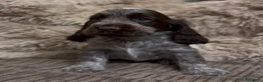 Cocker Spaniel 6