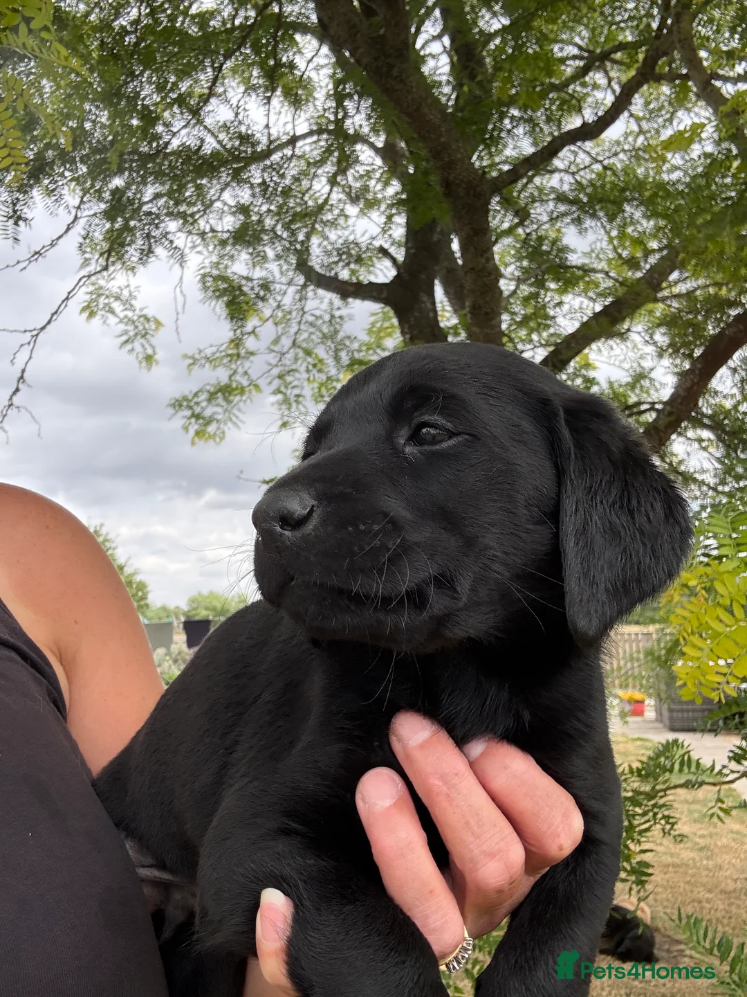 Labrador Retriever dogs for sale: 🖤🧡Fantastic Chucky KC Lab Puppies - Advert 29