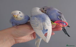 Budgerigars birds for sale: Hand reared silly tame baby budgies  - Image 3