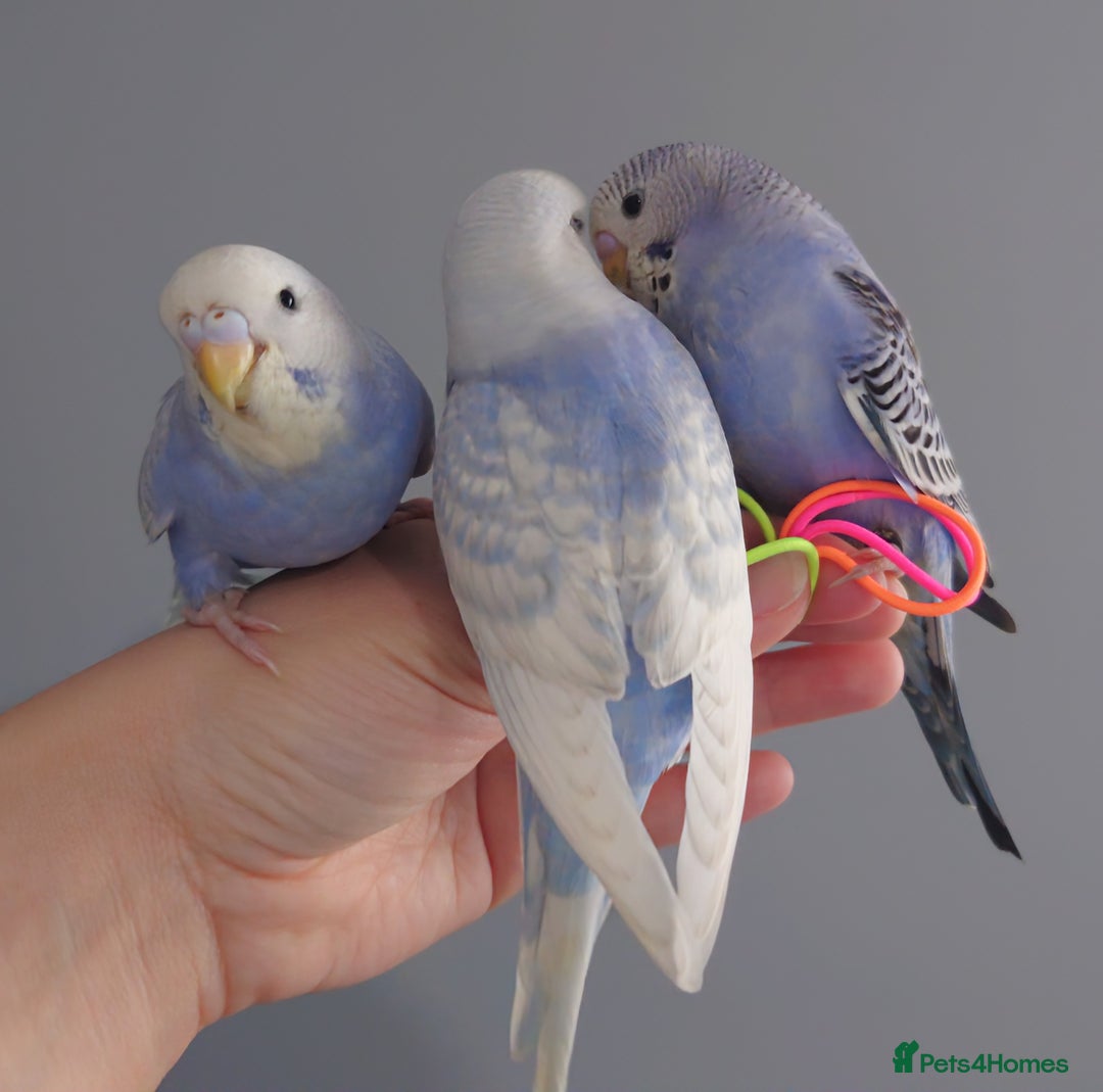Budgerigars birds for sale: Hand reared silly tame baby budgies  - Image 3