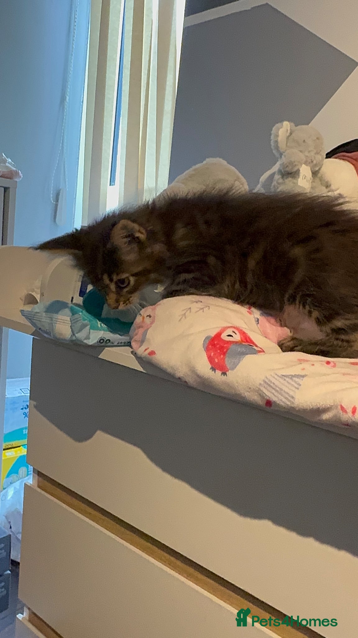 Maine Coon cats for sale: 4 full Maine Coon for sale  - Advert 8