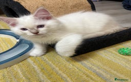 Ragdoll cats for sale: GCCF REGISTERED RAGDOLL KITTENS. 4  BOYS - Image 12