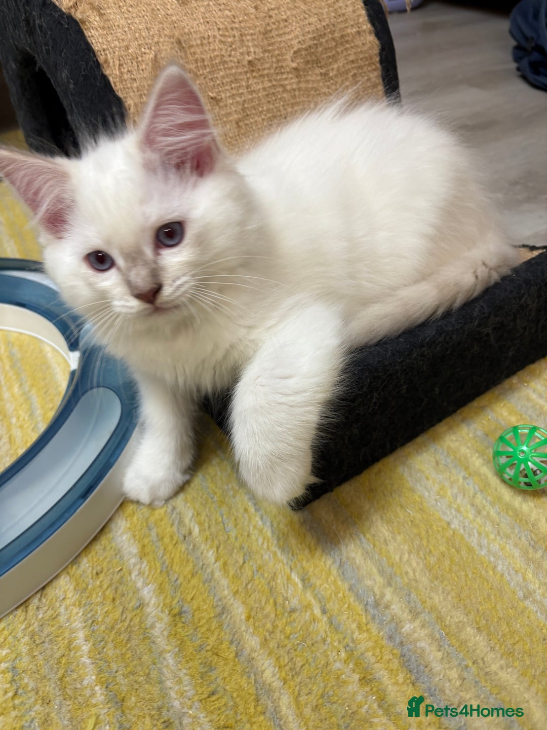 Ragdoll cats for sale: GCCF REGISTERED RAGDOLL KITTENS. 4  BOYS - Image 12