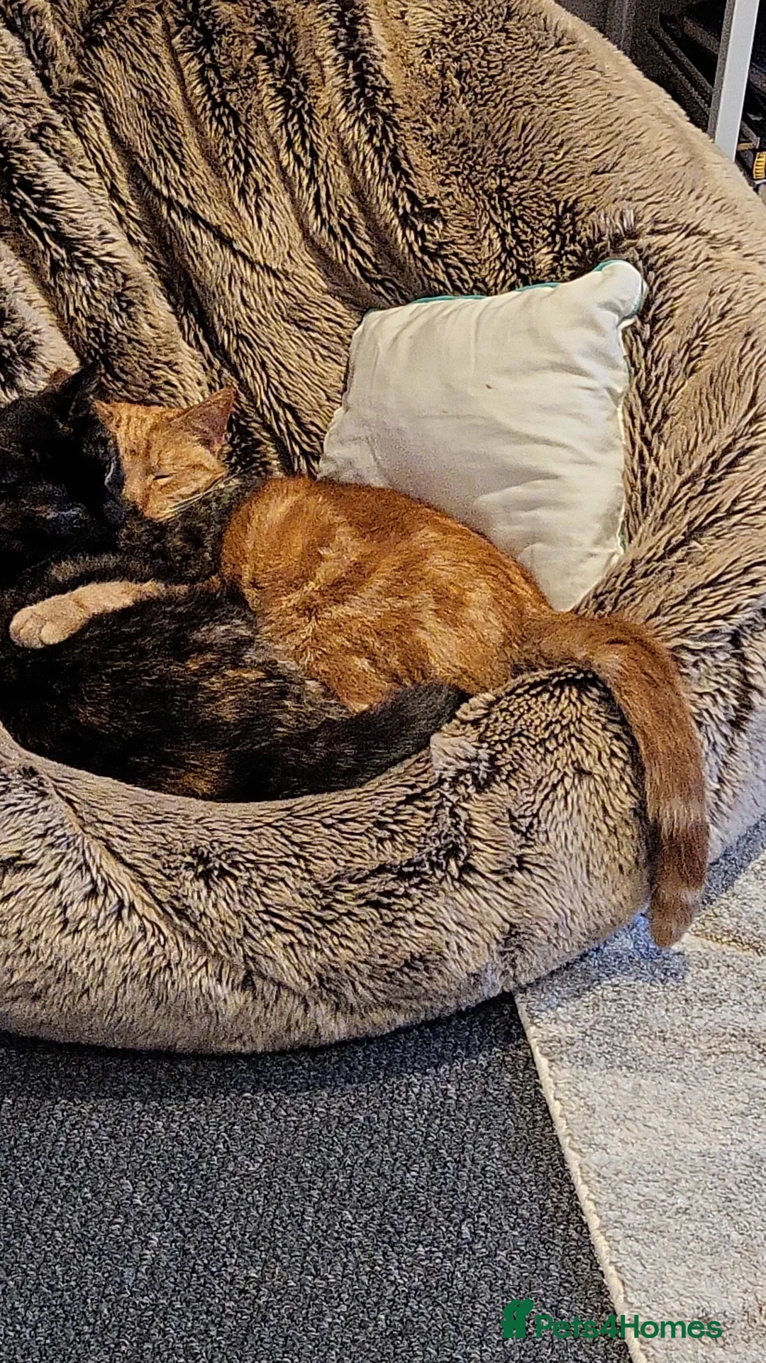 Domestic Shorthair cats for sale: Uncle (5) and Niece (4) in London - Advert 1