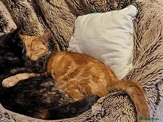 Domestic Shorthair cats Uncle (5) and Niece (4) - Advert 4