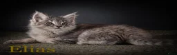 Maine Coon cats for sale: TICA-Registered Male Maine Coon Kittens - Advert 6