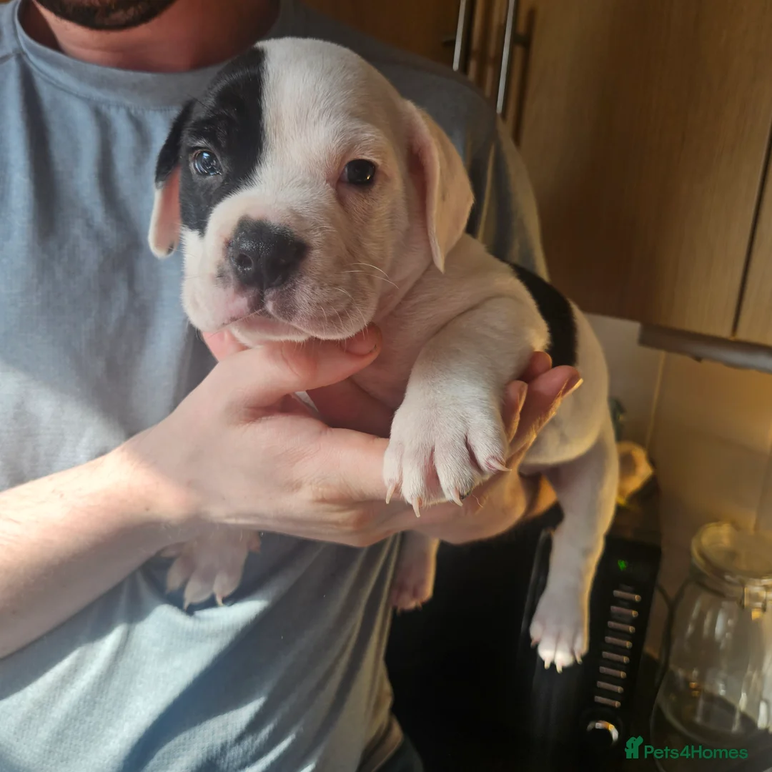 Mixed Breed dogs for sale: Staffie spaniel X old English bulldog  - Advert 2