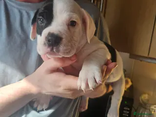 Mixed Breed dogs Staffie spaniel X old English bulldog - Advert 8