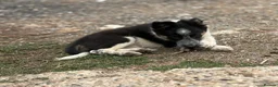 Border Collie dogs for sale: Pedigree border collie puppies  - Advert 10