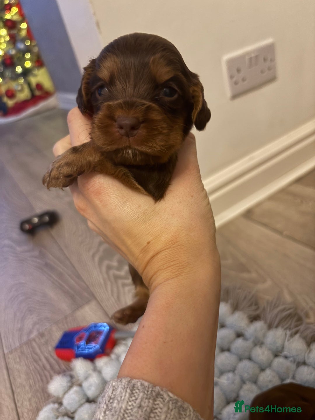 Cocker Spaniel dogs for sale: Cocker spaniel puppies  - Advert 13