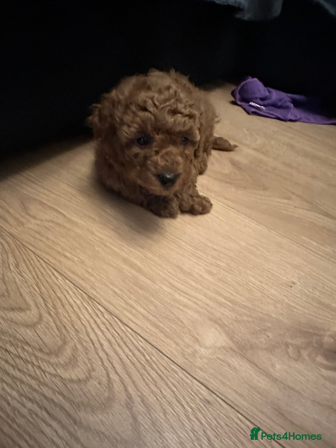 Toy Poodle dogs for sale: Toy poodle . four boys, one girl - Advert 9