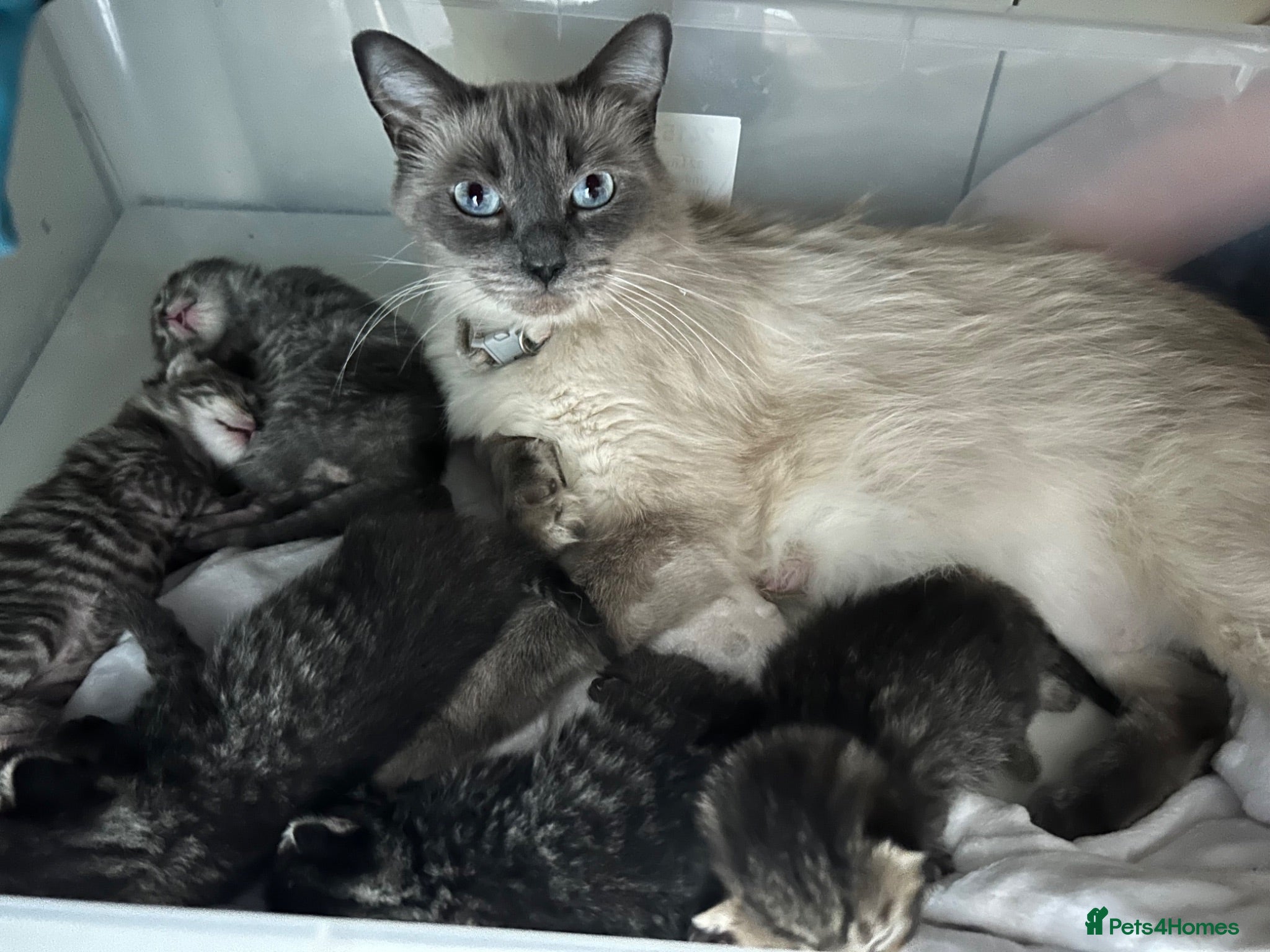 Ragdoll cats Half ragdoll half bengal kittens ready to reserve  - Advert 1